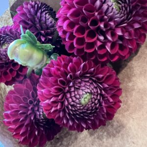 Dahila Tubers - Cornel