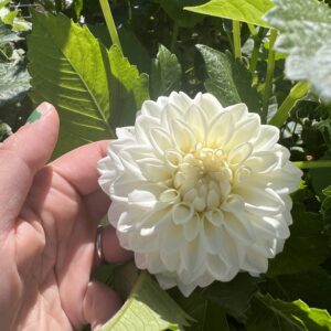 Dahila Tubers - Blizzard