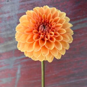 Dahila Tubers - Maarn