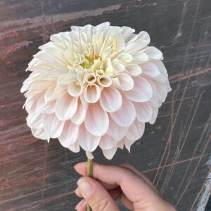 Dahila Tubers - Sweet Nathalie