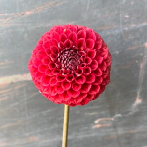 Dahila Tubers - Cornel Bronze