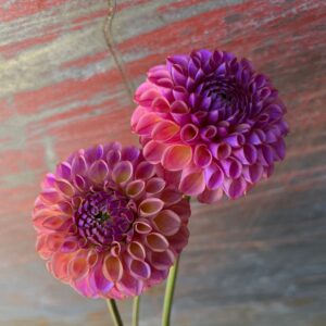 Dahila Tubers - Caitlins Joy