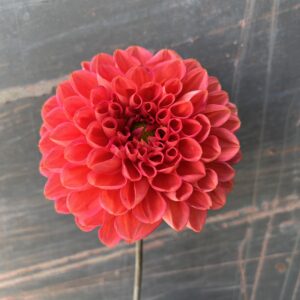 Dahila Tubers - Mystique