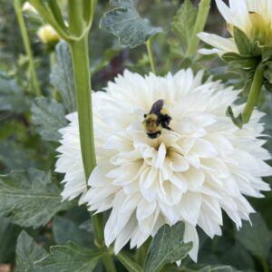 Dahila Tubers - Gitt's Attention