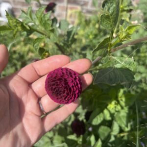 Dahila Tubers - Rocco