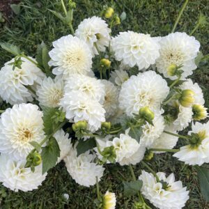 Dahila Tubers - Boom Boom White