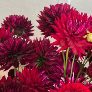 Dahila Tubers - Hollyhill Black Beauty