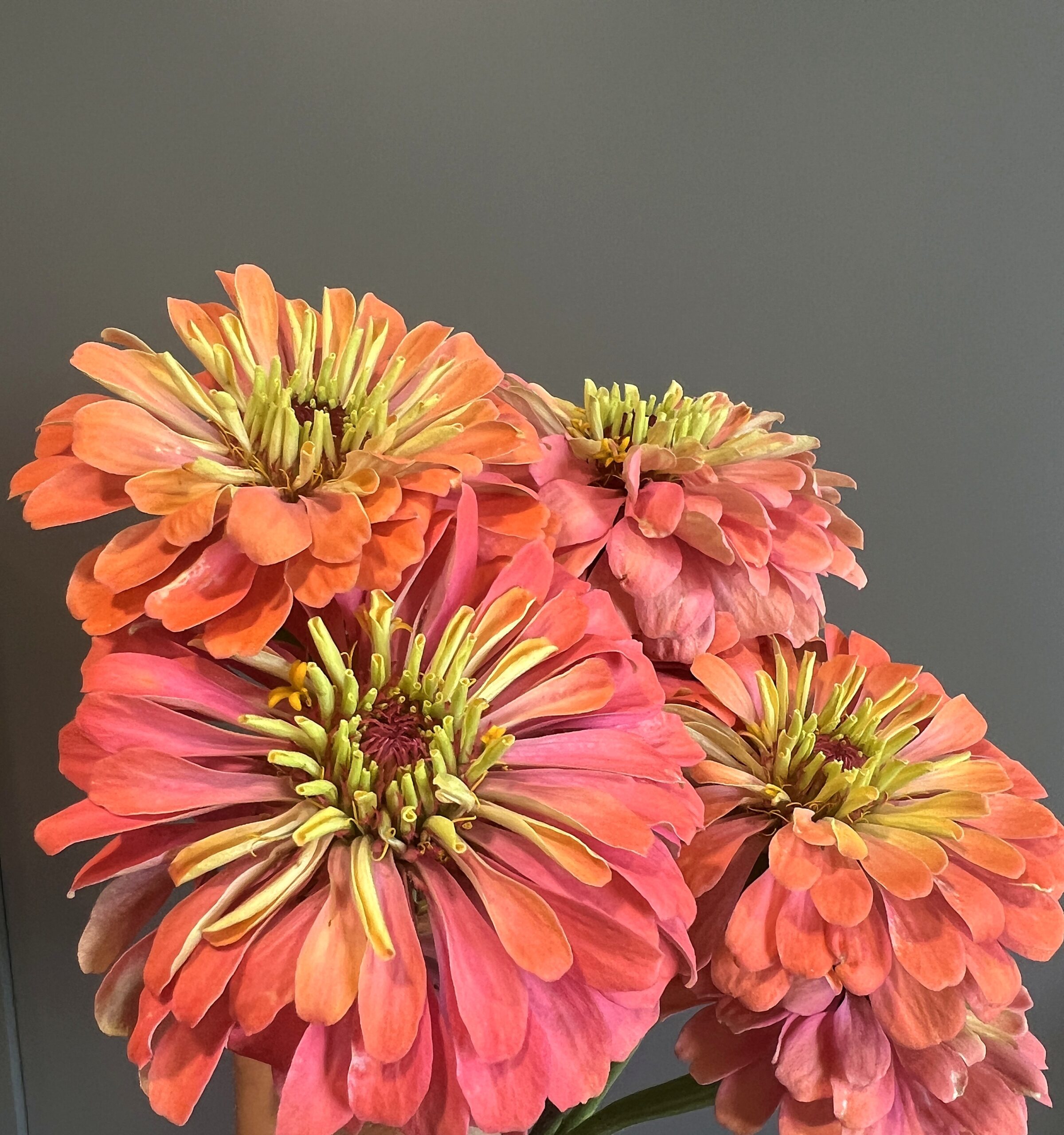 Coral and pink zinnia bouquet, Wild Willow Gardens
