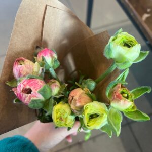 Ranunculus Tecolote Pastel (Persian Buttercup)