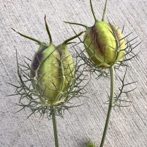 Nigella damascena Moody Blues (Love in a Mist)