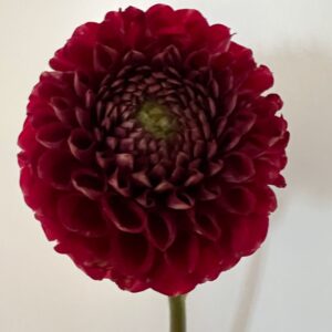 Dahlia Cornel