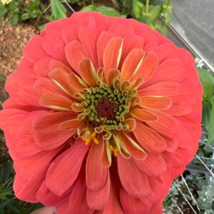 Disc Flowers