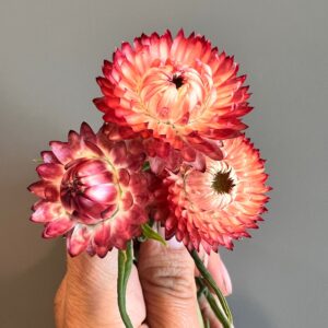 Xerochrysum bracteatum King Size (Strawflower)