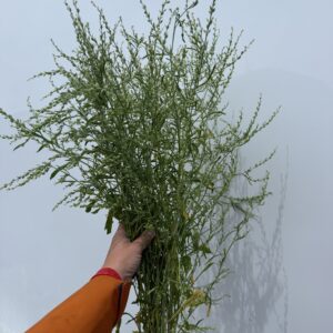 Lepidium sativum (Persian Cress)