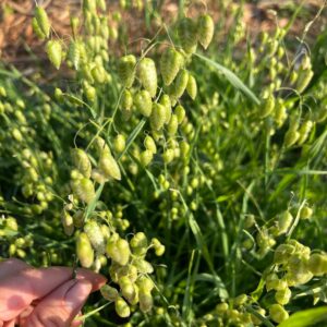 Briza maxima (Quaking Grass)