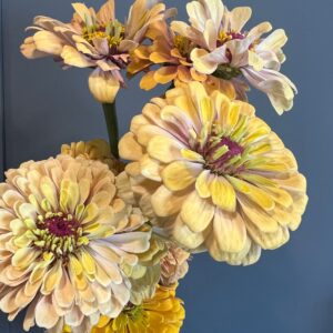 Zinnia elegans Aurora