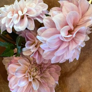 Dahlia Sweet Nathalie