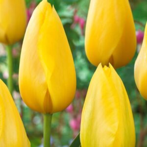 Tulipa