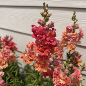 Antirrhinum majus Madame Butterfly Bronze (Snapdragon)