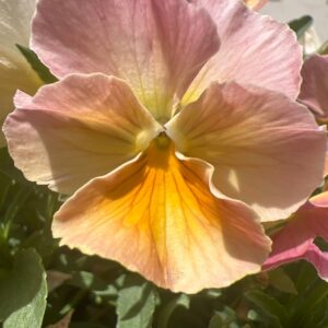 Viola x wittrockiana Nature Antique Shades (Pansy)