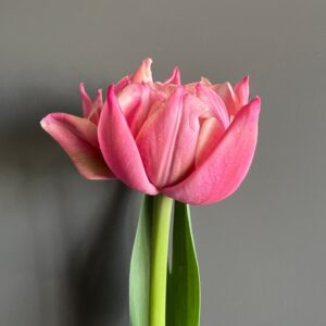 Tulipa Columbus (Double Tulip)