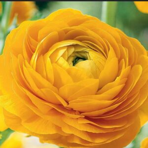 Ranunculus