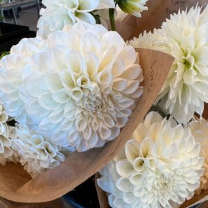 Dahlia Boom Boom White