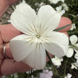 Agrostemma githago Blossom Pearl (Corn Cockle)