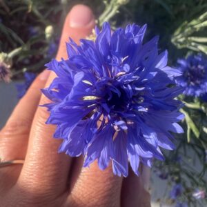 Centaurea cyanus Blue Boy (Bachelor's Buttons)