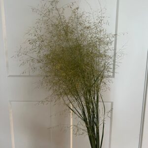Eragrostis elliotii (Elliot's Love Grass)