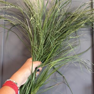 Eragrostis tef (Teff Grass)