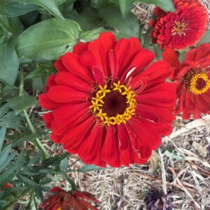 Zinnia elegans Benarys Giant Scarlet