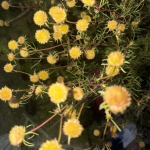 Cosmos