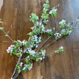 Malus (Apple Tree)