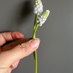 Muscari neglectum Babys Breath (Grape Hyacinth)