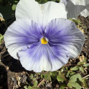 Viola (Violet)