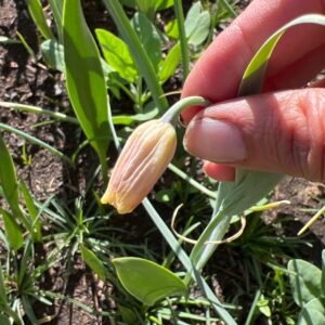 Fritillaria uva-vulpis (Fox's Grape Fritillary)