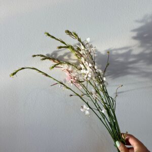 Gaura lindheimeri (Bee Blossom)