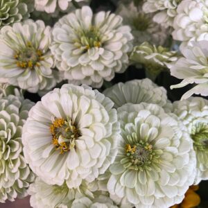 Zinnia elegans Benarys Giant