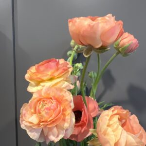 Ranunculus Tecolote Salmon (Persian Buttercup)