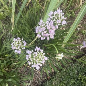 Allium ampeloprasum Ping Pong (Ornamental Onion)