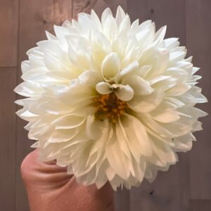 Dahlia White Aster
