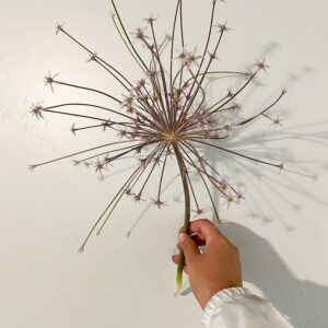 Allium schubertii (ornamental onion)