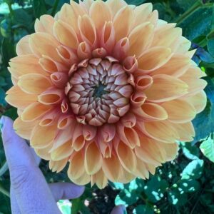 Dahlia Maarn