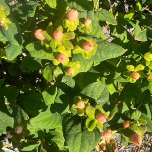 Hypericum x Globo Coral (St. John's Wort)