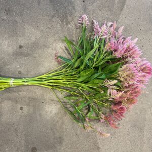 Celosia argentea (Cockscomb)