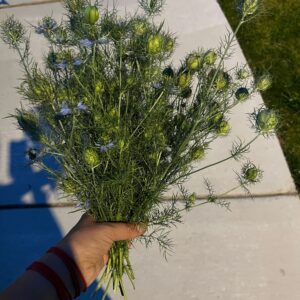 Nigella (Love-In-A-Mist)
