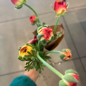 Ranunculus Tecolote Picotee (Persian Buttercup)