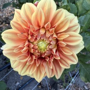Dahlia Bracken Palomino