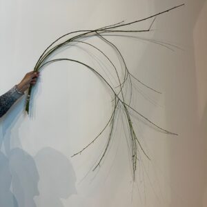 Salix (Willow)